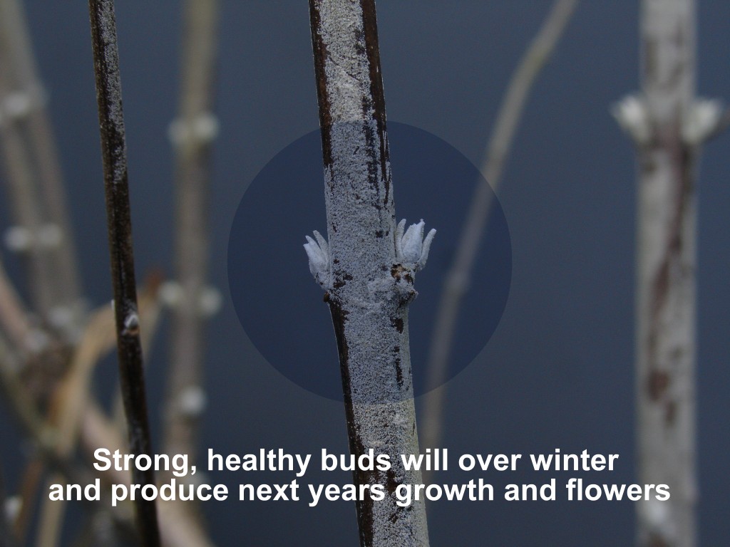 Perovskia atriplicifolia healthy dormant buds-1