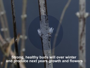 How to Prune Russian Sage - Surfing Hydrangea Nursery, Inc.