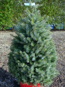 Picea omorika - Serbian Spruce