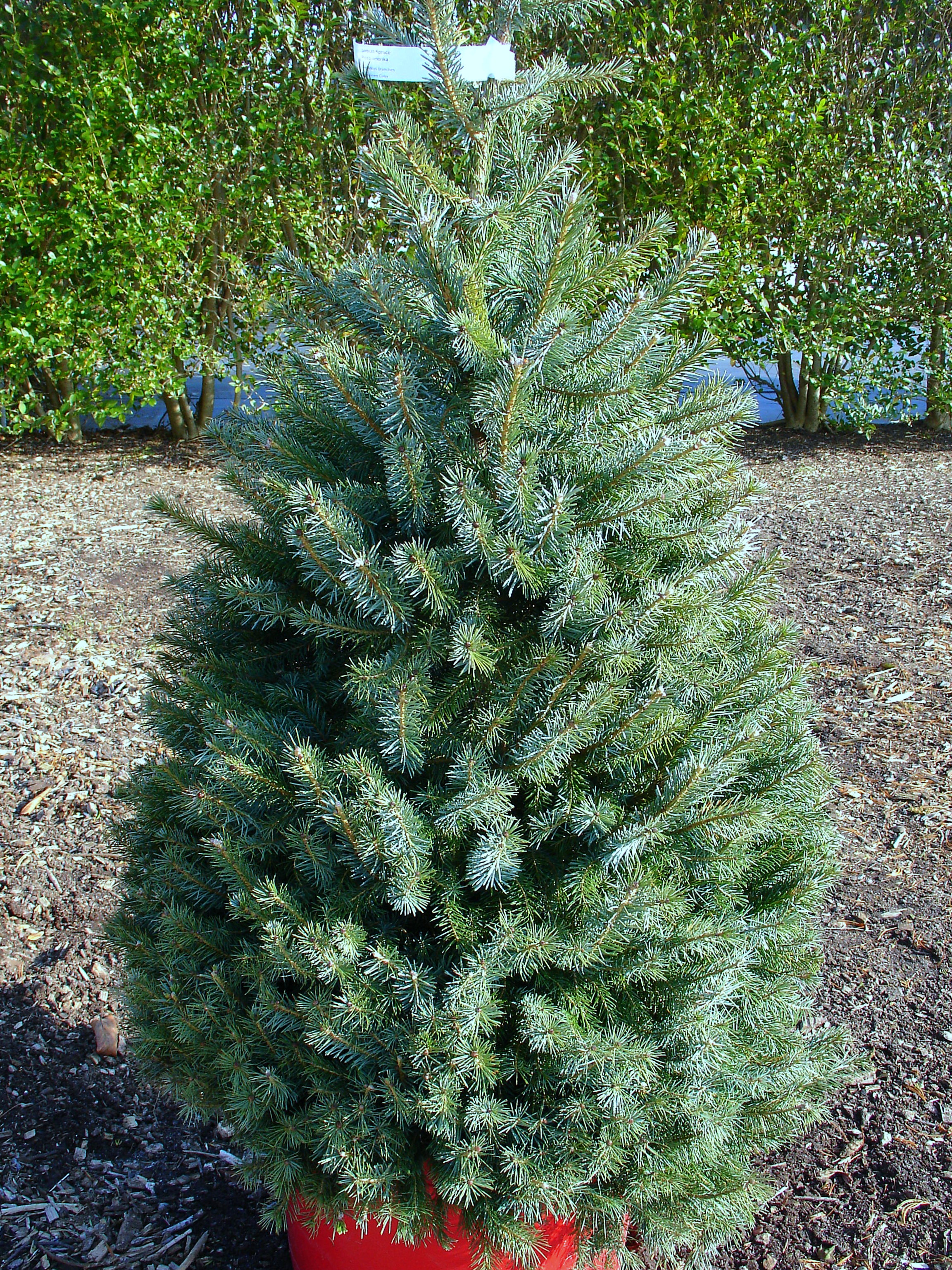 Living Christmas Trees - Surfing Hydrangea Nursery, Inc.