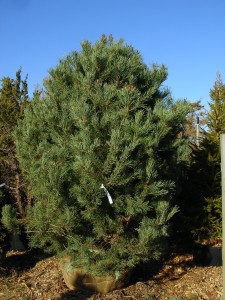 Pinus sylvestris 'Inverleith'  -  Inverleith Scot's Pine