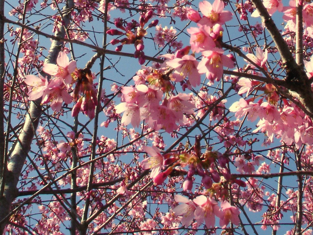 Prunus 'Okame' flowers-1