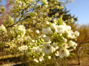 Pyrus calleryana - Callery Pear flowers