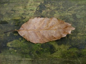 Quercus acutissima leaf