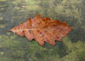 Quercus robur 'Fastigiata'  - Fastigiate English Oak leaf in fall