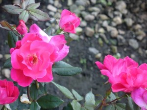 Rosa 'Pink Knockout'