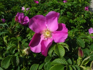 Rosa rugosa-1