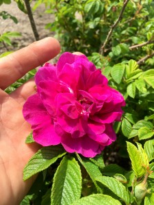 Rosa rugosa 'Hansa' flowers