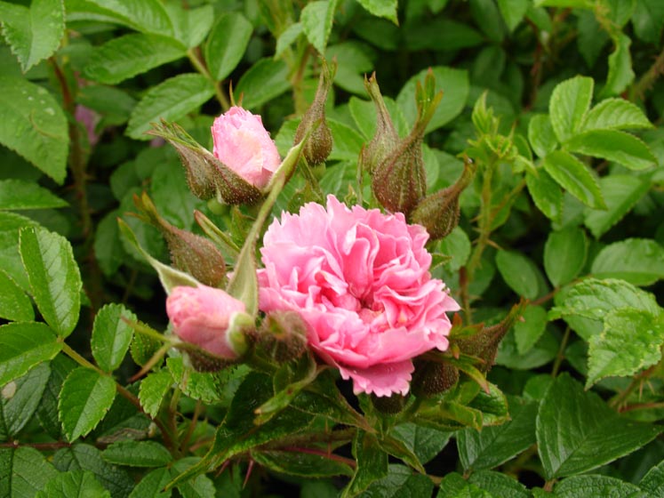 Rosa rugosa ‘Pink Grootendorst’