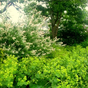 Salix 'Hakuru Nishiki' and Alchemilla