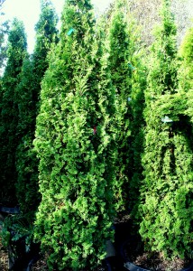 Thuja occidentalis 'Degroot's Spire' - Degroot's Spire arborvitae