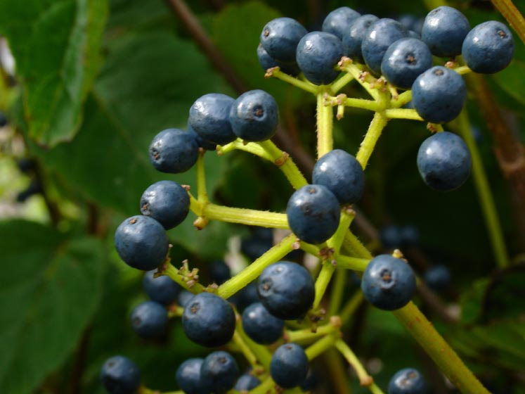 Viburnum dentatum ‘Chicago Lustre’ berries