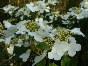 Viburnum 'Summer Snowflake'