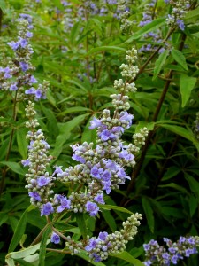 Vitex agnus castus