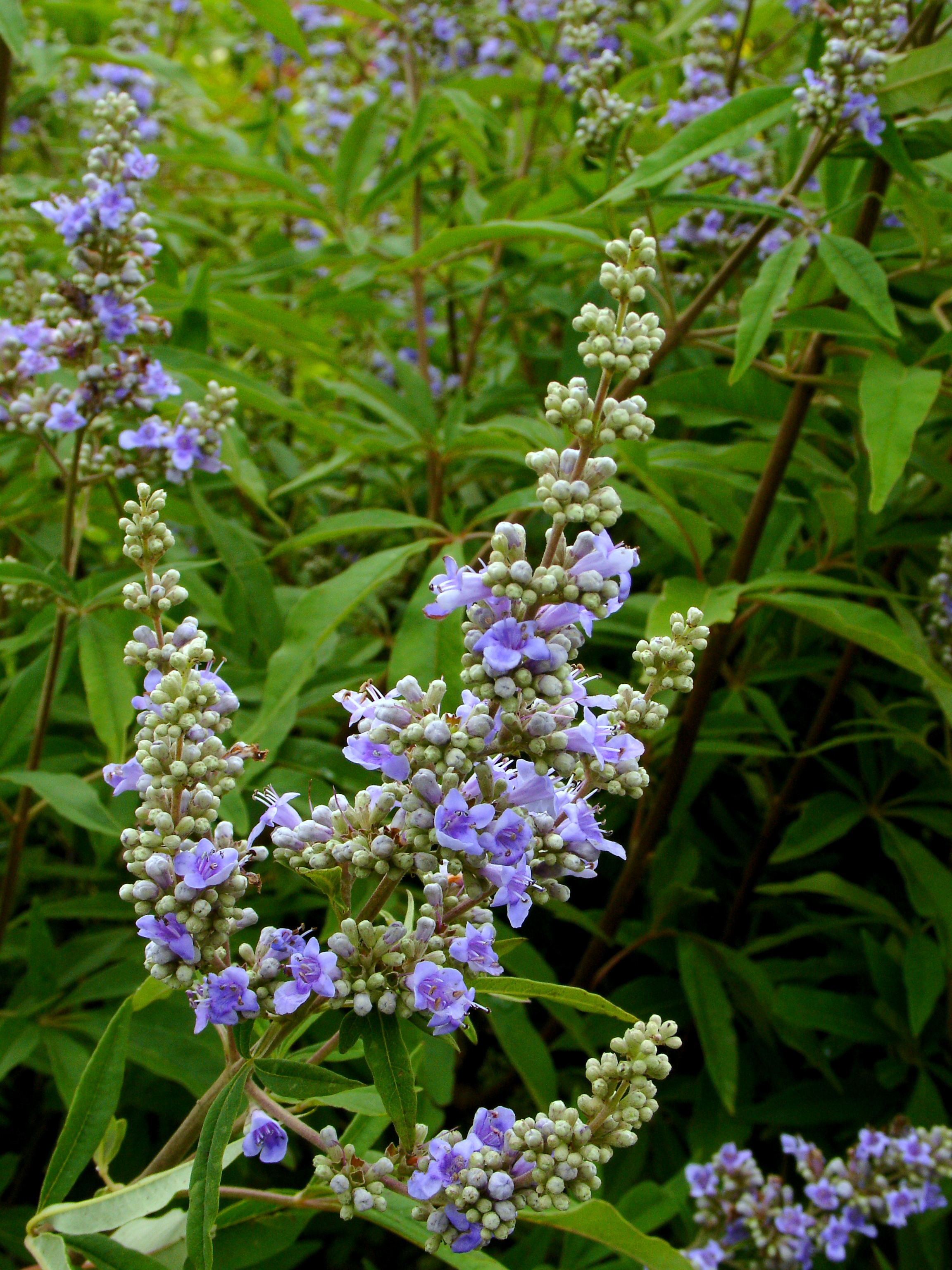 Vitex agnus-castus - Surfing Hydrangea Nursery, Inc.