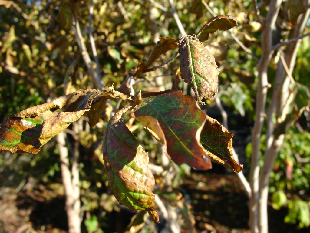 Stewartia serrata  salt and wind damaged foliage