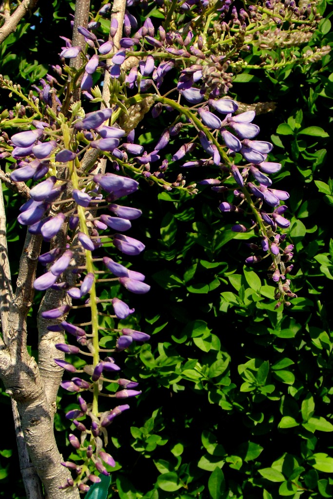 Wisteria 'Prolifica'