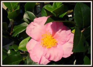 camillia sasanquas 'long island pink'