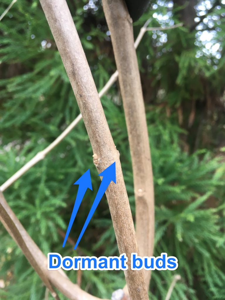 How to Prune Chaste Tree, Vitex agnuscastus Surfing Hydrangea