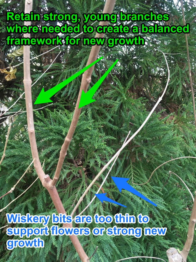 How to Prune Chaste Tree, Vitex agnuscastus Surfing Hydrangea